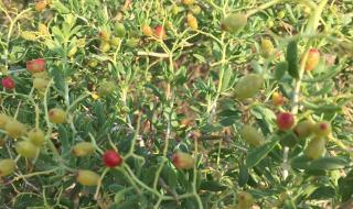 哪种植物能在盐碱地上存活