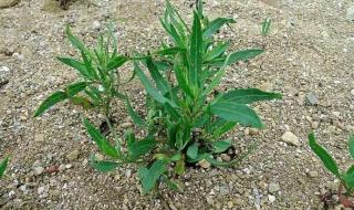 哪种植物能在盐碱地上存活