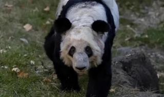 大熊猫丫丫身上有血洞 大熊猫丫丫身上有血洞