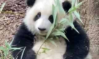 大熊猫花花妈妈深夜死亡