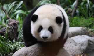 大熊猫花花妈妈深夜死亡