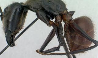 广州查获50只巨人恐蚁