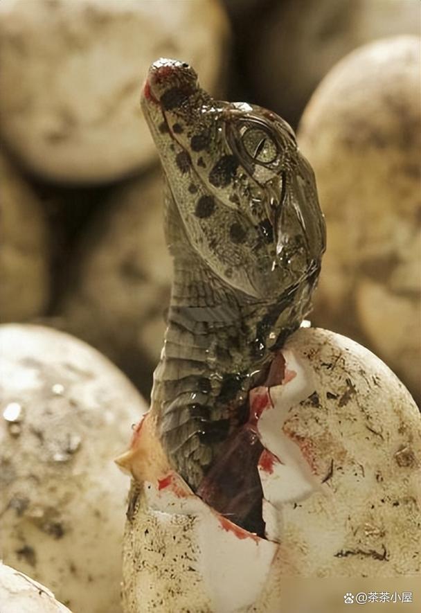 鳄鱼眼泪的化学真相(鳄鱼的眼泪是什么成分)