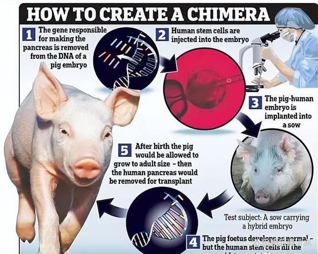 移植猪心脏后的基因污染（猪的心脏可以移植给人类吗有什么后遗症）