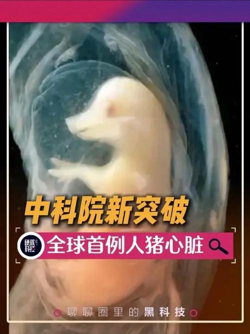 移植猪心脏后的基因污染（猪的心脏可以移植给人类吗有什么后遗症）