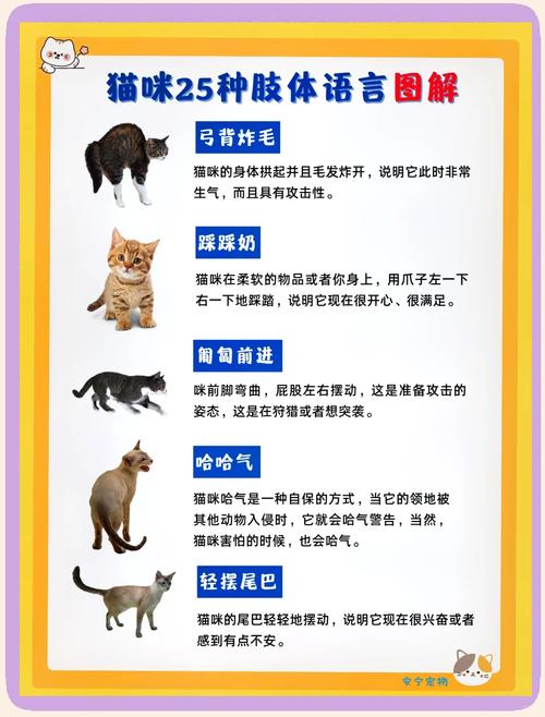 用博弈论解释猫的行为(博弈论的表示形式)