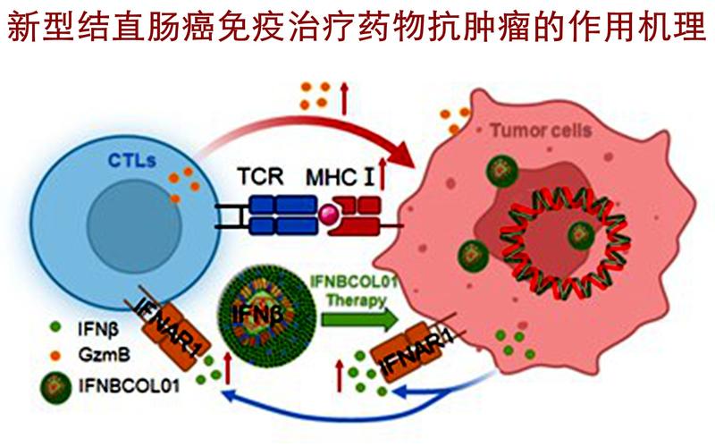 癌细胞会主动帮助免疫系统(癌细胞会主动帮助免疫系统吗)
