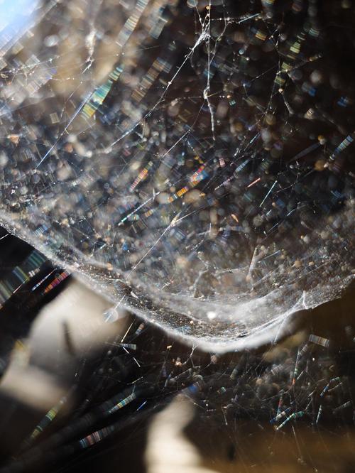 蜘蛛网增强混凝土（蜘蛛网材料）