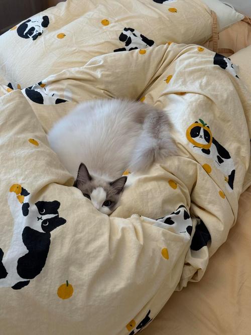 如何证明你家的猫是卧底(如何证明你家的猫是卧底呢)