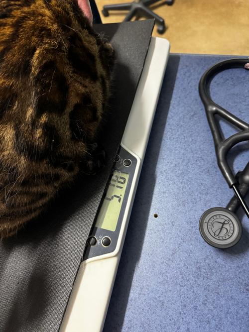 猫毛发电的效率测试（猫咪发电机）