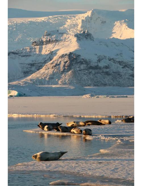 南极冰下湖的远古生态系统（南极冰川下的湖）