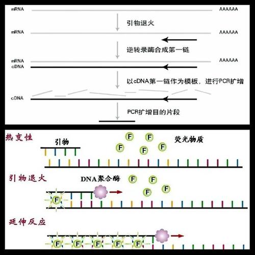 基因治疗让盲人看到红外线(基因治疗让盲人看到红外线的原理)