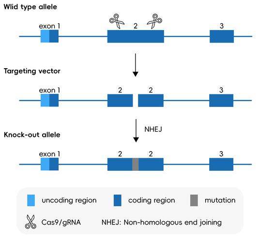 基因治疗让盲人看到红外线(基因治疗让盲人看到红外线的原理)