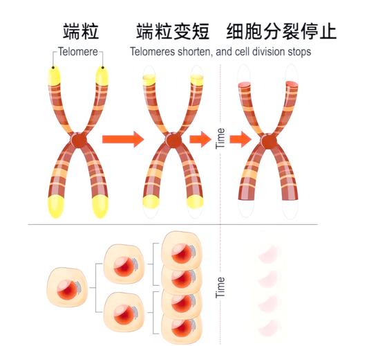 端粒酶激活剂的伦理争议（端粒酶产品）