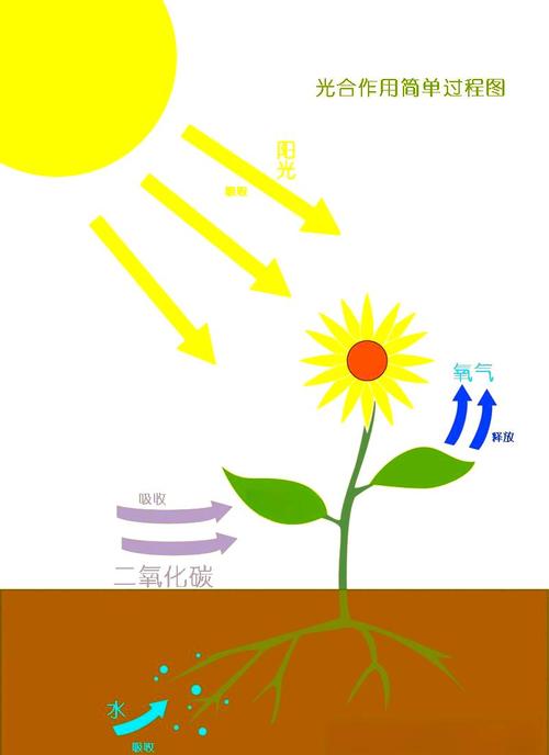 人类光合作用的基因改造（光合作用为人类的生存提供了什么）