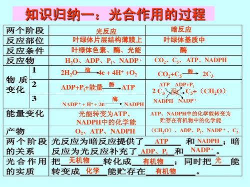 人类光合作用的基因改造（光合作用为人类的生存提供了什么）