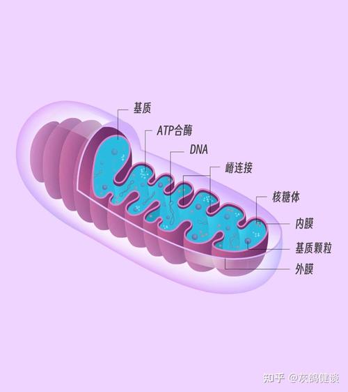 线粒体移植抗衰老案例（线粒体衰老会引起很多疾病,说说看,有哪些?）