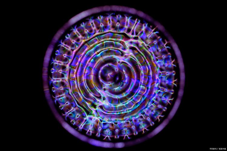 第四态等离子体生命猜想（等离子体是第四态）