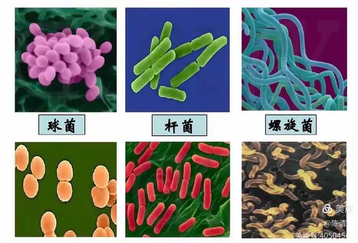 人体细菌总重3公斤（人体细菌占体重多少正常）
