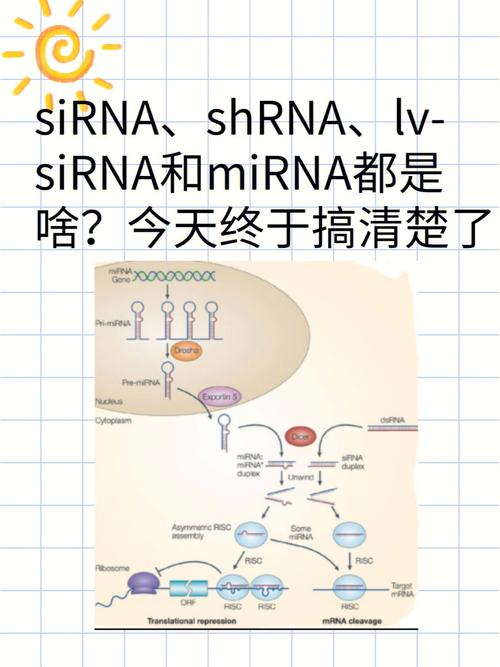 谣言传播的病毒式突变（谣言的传播模型sir）