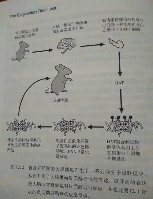 表观遗传的跨代饮食印记(表观跨代遗传现象)