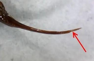 蜜蜂民主决策的神经机制（蜜蜂效应说明了什么）