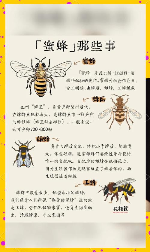 蜜蜂民主决策的神经机制（蜜蜂效应说明了什么）