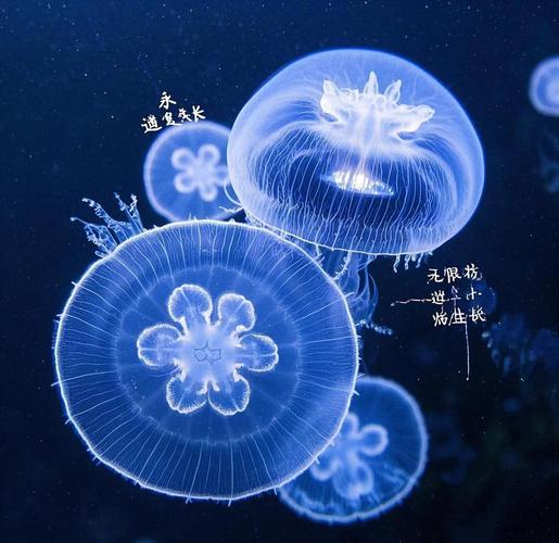 灯塔水母的永生之谜（灯塔水母真的永生吗 知乎）