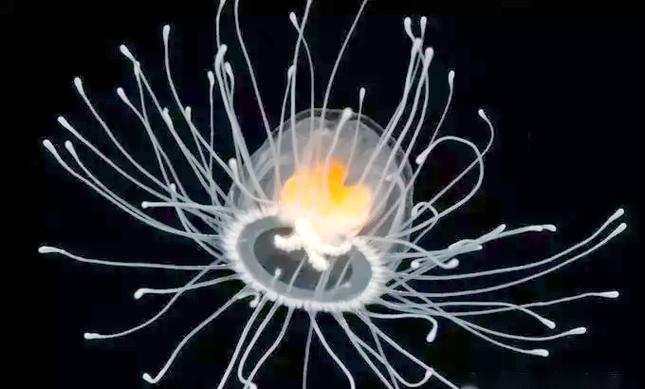 灯塔水母的永生之谜（灯塔水母真的永生吗 知乎）