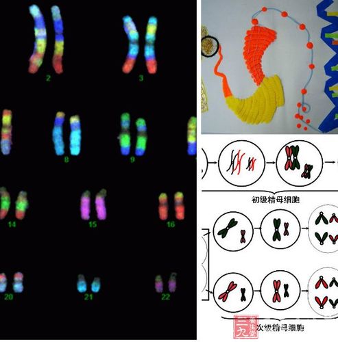 基因定制婴儿的阶级固化（基因定制宝宝ted）