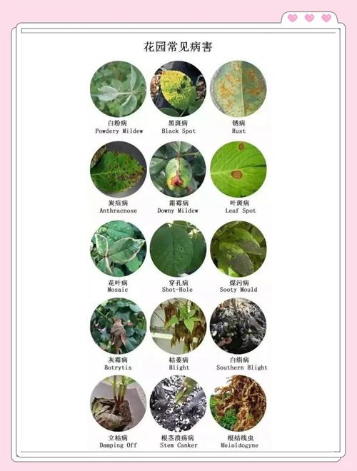 植物遭遇虫害的SOS信号（植物病虫害事件）