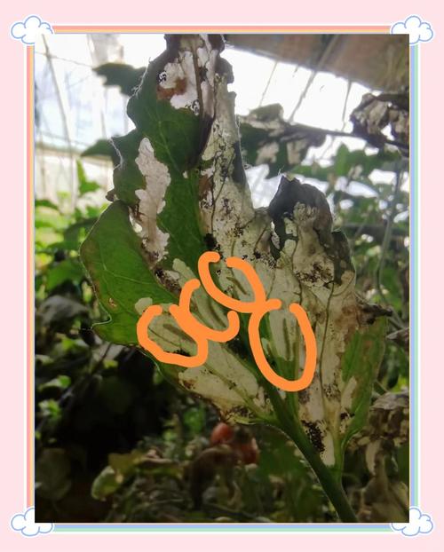 植物遭遇虫害的SOS信号（植物病虫害事件）