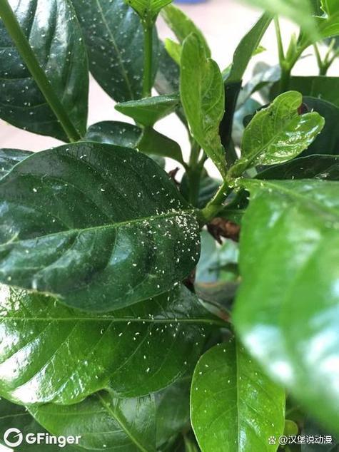 植物遭遇虫害的SOS信号（植物病虫害事件）