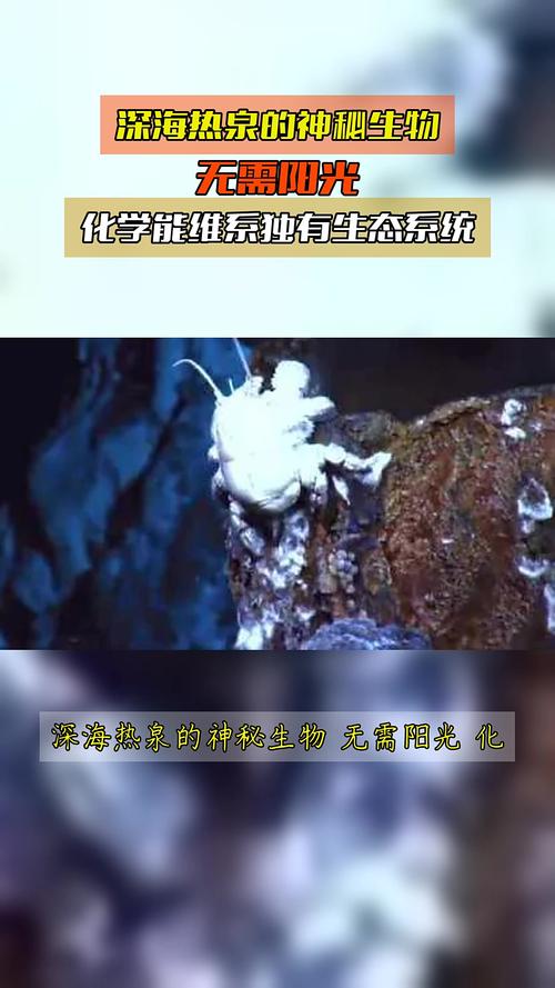 深海热泉生态圈启示录（研究深海热泉生态系统有什么意义）
