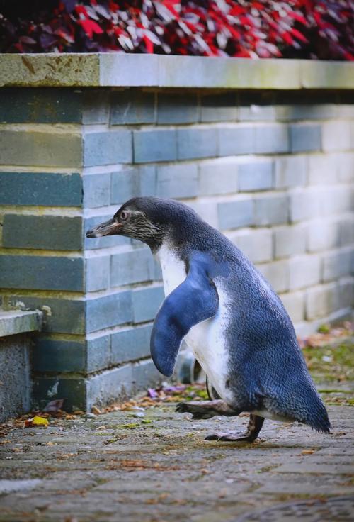 企鹅膝盖隐藏位置解密（企鹅四肢）