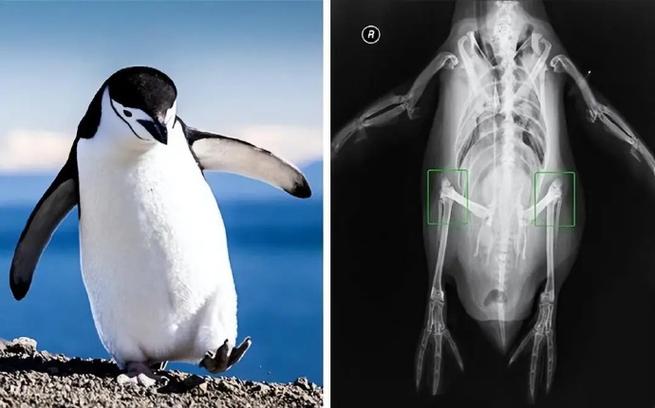 企鹅膝盖隐藏位置解密（企鹅四肢）