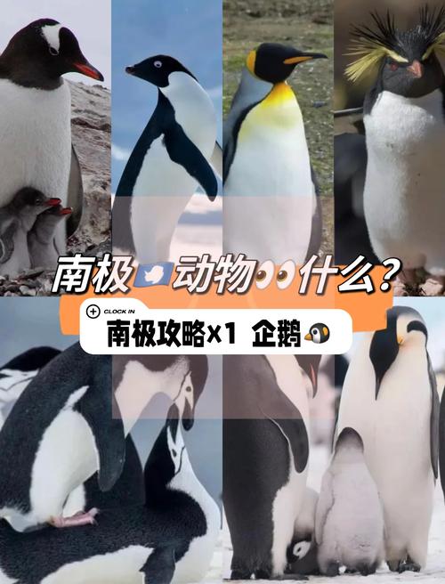 企鹅膝盖隐藏位置解密（企鹅四肢）